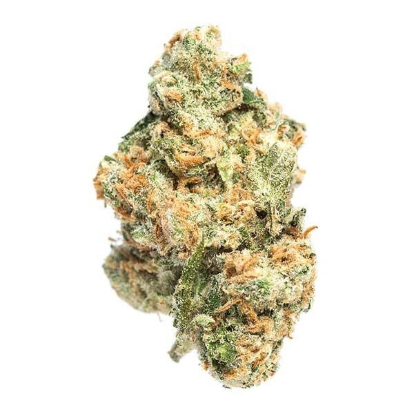 Gelato Bean (AAAA - Bulk)