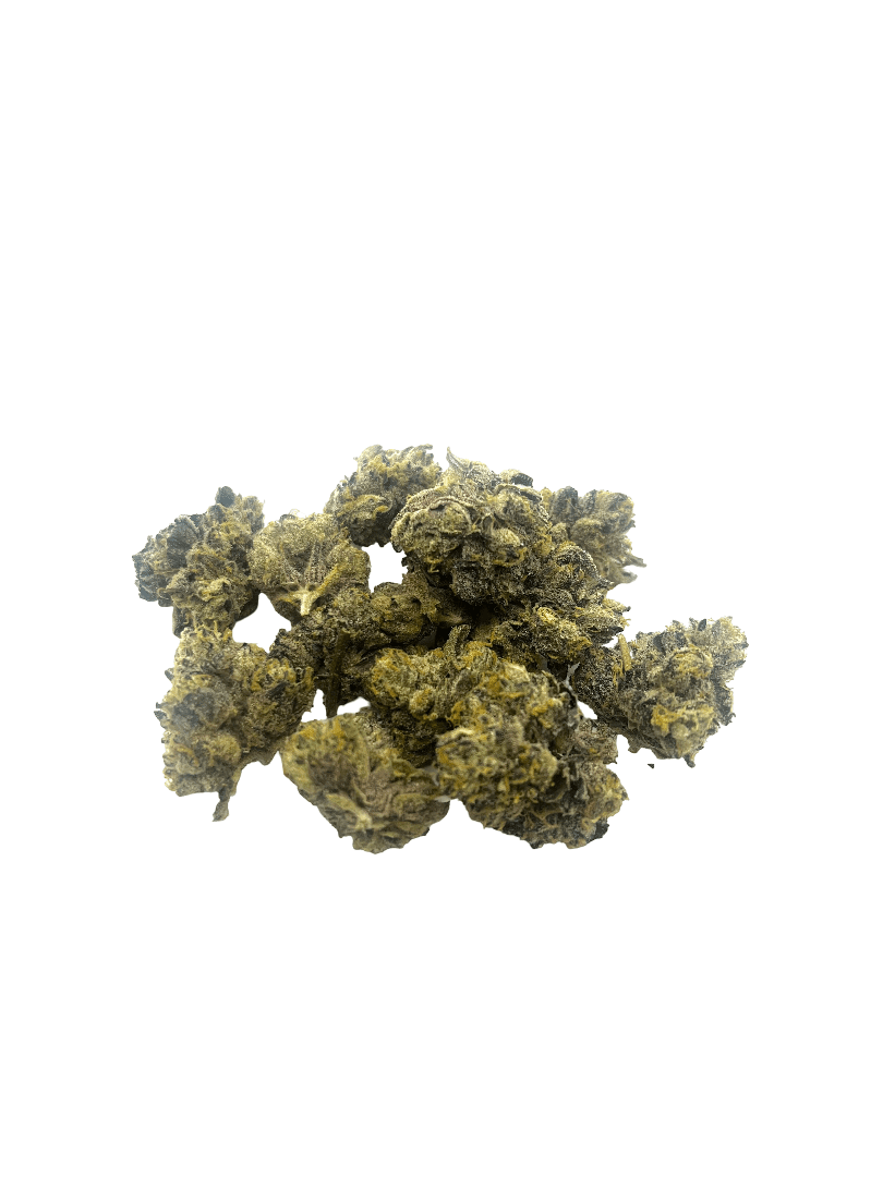 Jet Fuel Gelato small cannabis nugs with frosty white trichomes and orange hairs