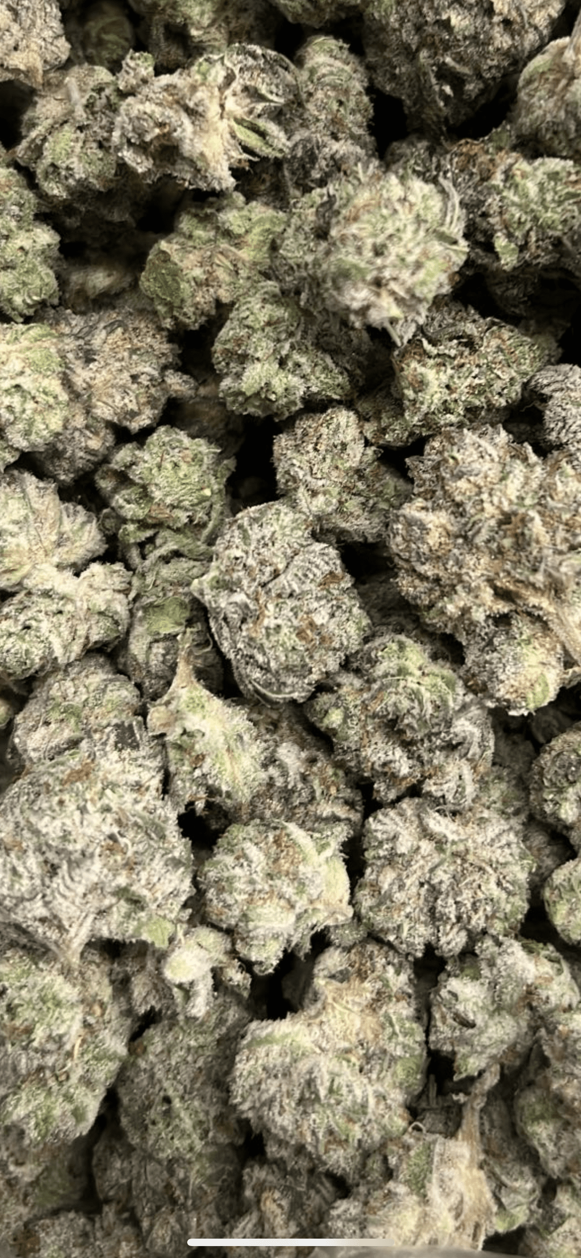 Gas Nana (Small Nugs - Contain Seeds) - Image 2