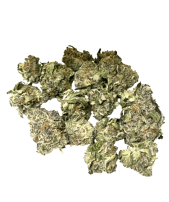 White Rhino
