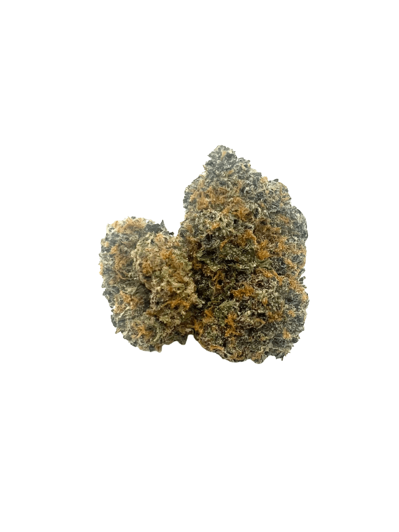 Purple God indica strain cannabis buds with orange hairs and amber trichomes